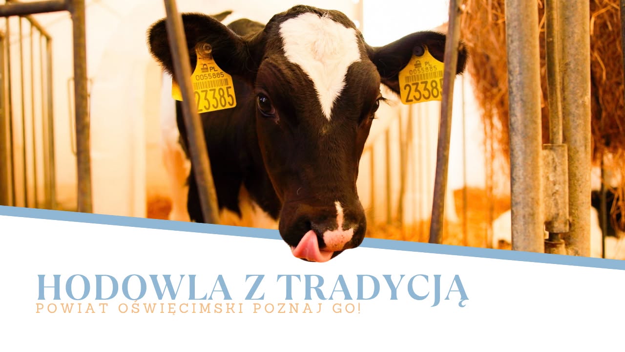 Grafika ze zdjęciem krowy z gospodarstwa OHZ Osiek